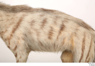 Striped Hyena Hyaena hyaena back 0002.jpg